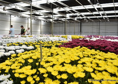 Bij Deliflor, de buren, werd de Delishow georganiseerd waar men een kijkje kon nemen in de ‘kraamkamer’ van haar nieuwe chrysantenrassen.